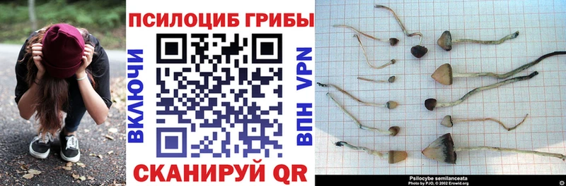 сколько стоит Ивдель Псилоцибиновые грибы Psilocybe